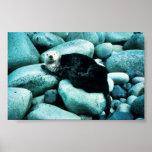 Sea Otter Print
