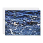 Sea Otter - Pt. Lobos State Preserve Announcements