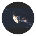 Sea Otter Stickers