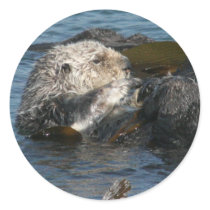 Sea Otter sticker by wdm_emm Sea Otter sticker