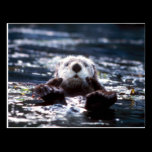 Sea Otter Swimming postcards