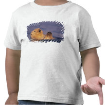 Sea Otters, Enhydra lutris 2 Shirt