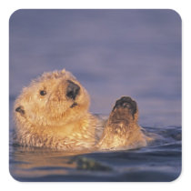 Sea Otters, Enhydra lutris 2 Square Stickers