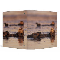 Sea Otters, Enhydra lutris 3 Binder