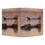 Sea Otters, Enhydra lutris 3 Binder