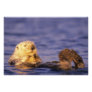 Sea Otters, Enhydra lutris 3