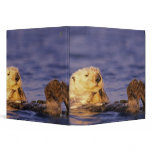 Sea Otters, Enhydra lutris 4 Binders