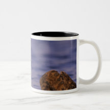Sea Otters, Enhydra lutris 4 Coffee Mugs