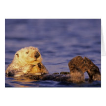Sea Otters, Enhydra lutris 4 Greeting Card