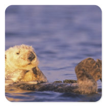 Sea Otters, Enhydra lutris 4 Stickers