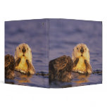 Sea Otters, Enhydra lutris 5 binders