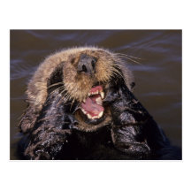 Sea Otters, Enhydra lutris 6 Postcards