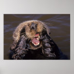 Sea Otters, Enhydra lutris 6