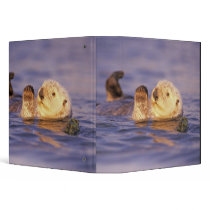 Sea Otters, Enhydra lutris Vinyl Binders