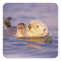 Sea Otters, Enhydra lutris Stickers