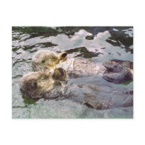 Sea Otters Holding Hands Postcard