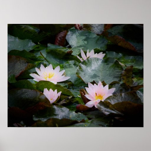 Sea-roses Posters