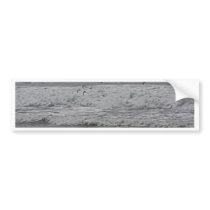 Sea & Sand Pipers! Bumper Stickers