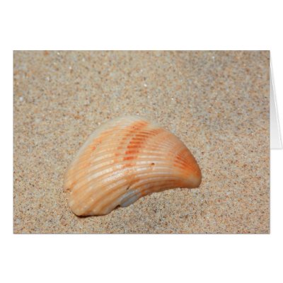 Sea Shell Card