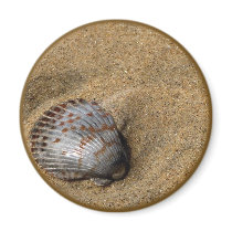 Sea Shell magnet magnets