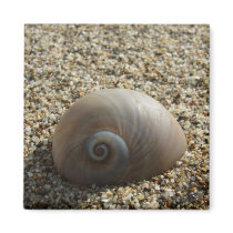 Sea Shell Magnet