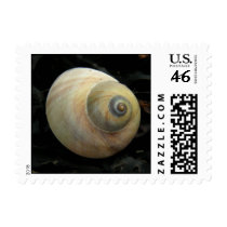 Sea Shell of a Moon Mollusk Postage Stamps