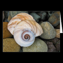 Sea Shell On The Rocks card cards
