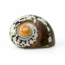 Sea Shell On White Background photo sculptures