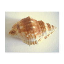 Sea Shell Post Card