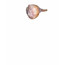 Sea shell shirt