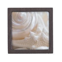 Sea Shell & Starfish Background - Beach Shells Premium Gift Boxes