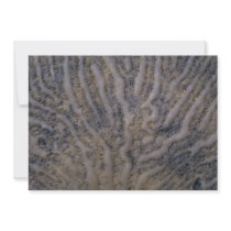 Sea shell, Trinidad Custom Invitations