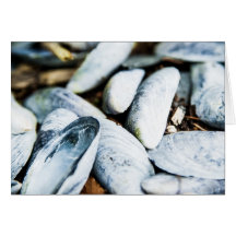 Sea Shells Card