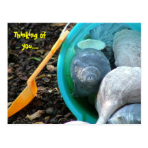 Sea Shells in Bucket Postcards