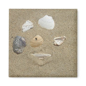 Sea Shells in the Sand Magnet magnet
