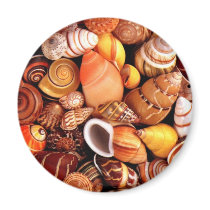 Sea Shells Fridge Magnet
