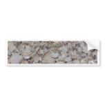 Sea shells Of sanibel