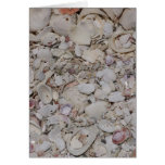 Sea shells Of sanibel