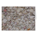 Sea shells Of sanibel