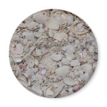 Sea shells Of sanibel