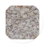 Sea shells Of sanibel