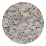 Sea shells Of sanibel