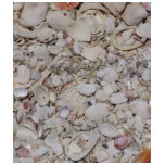 Sea shells Of sanibel