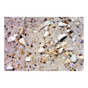 sea shells on beach posters