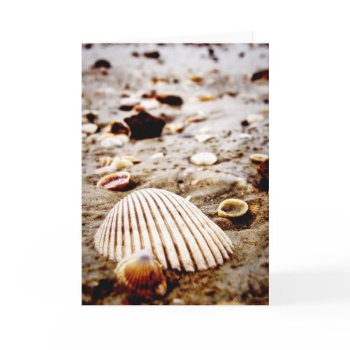 Sea Shells on Krabi Beach Card card
