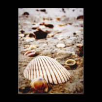 Sea Shells on the seashore Postcard postcards
