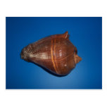 Sea Shells Post Card