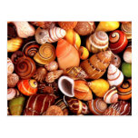 Sea Shells Post Card