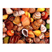 Sea Shells Post Card