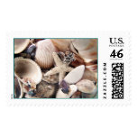 Sea Shells postage